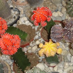Palmiarnia5_2008